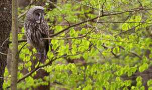 Great Grey Owl