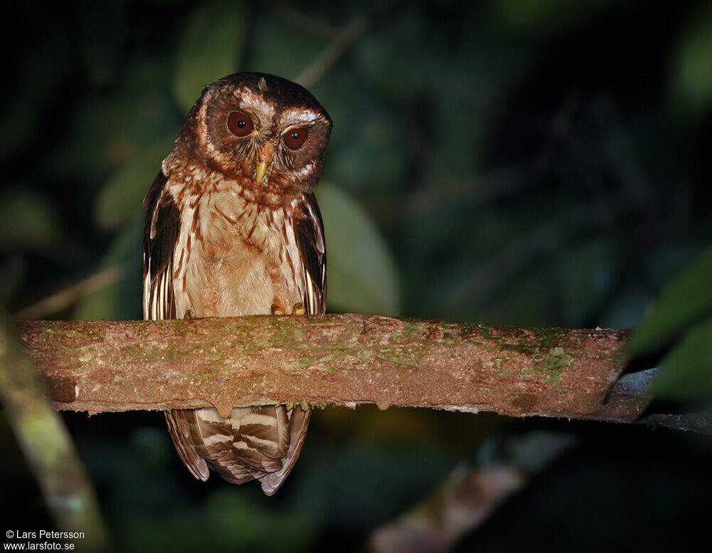 Mottled Owl