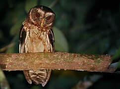 Mottled Owl