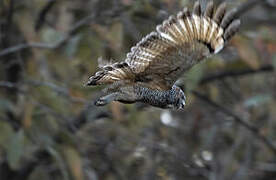 Mottled Wood Owl