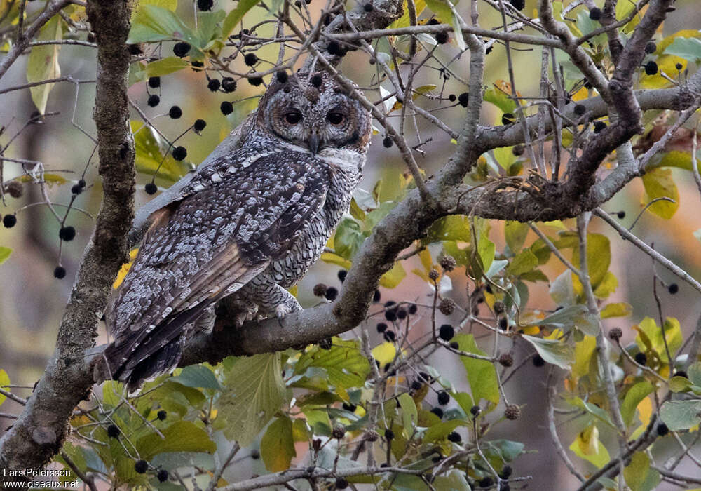 Mottled Wood Owladult, identification