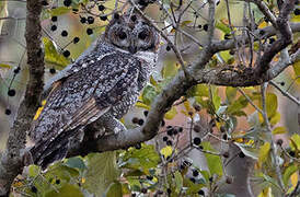 Mottled Wood Owl