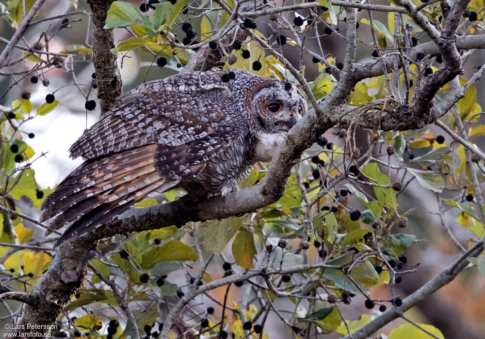 Mottled Wood Owl