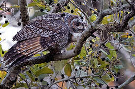 Mottled Wood Owl