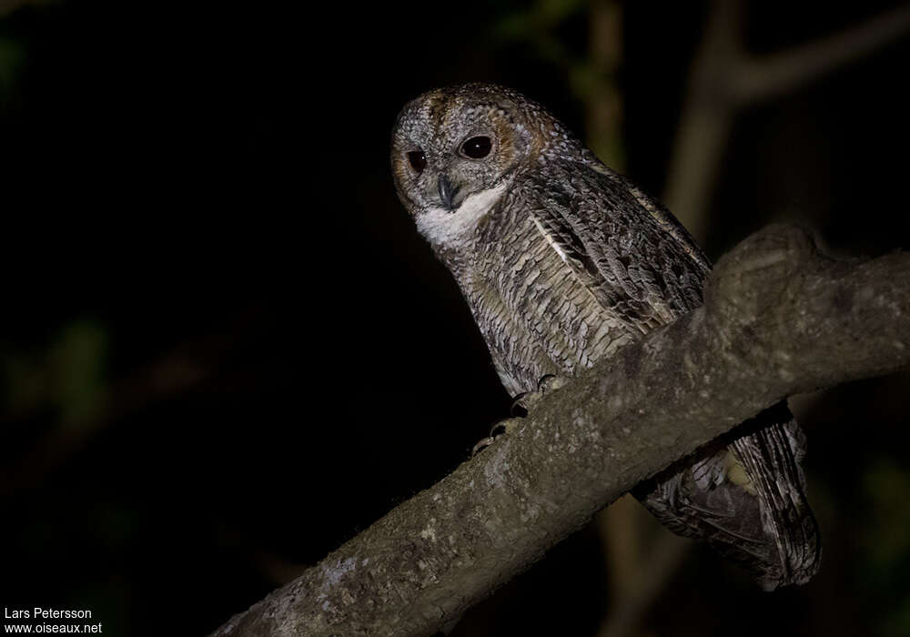 Mottled Wood Owladult