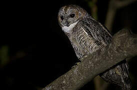 Mottled Wood Owl