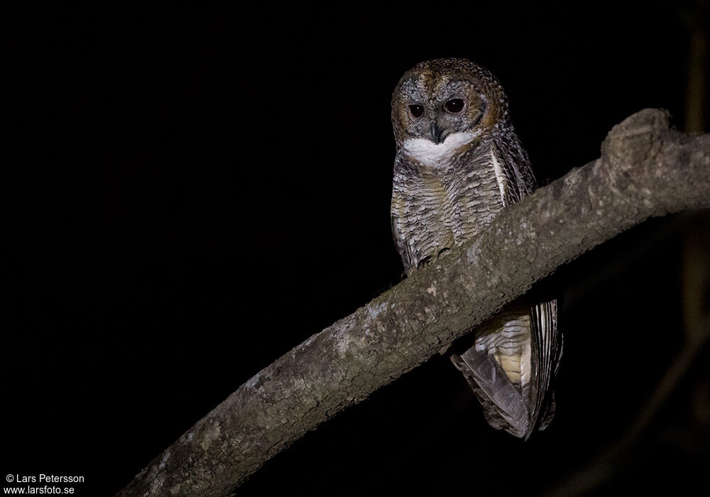 Mottled Wood Owladult