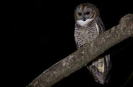 Mottled Wood Owl