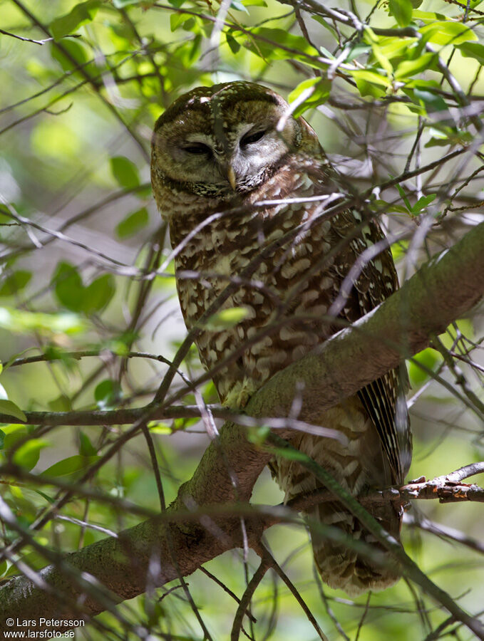 Spotted Owl