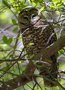 Spotted Owl