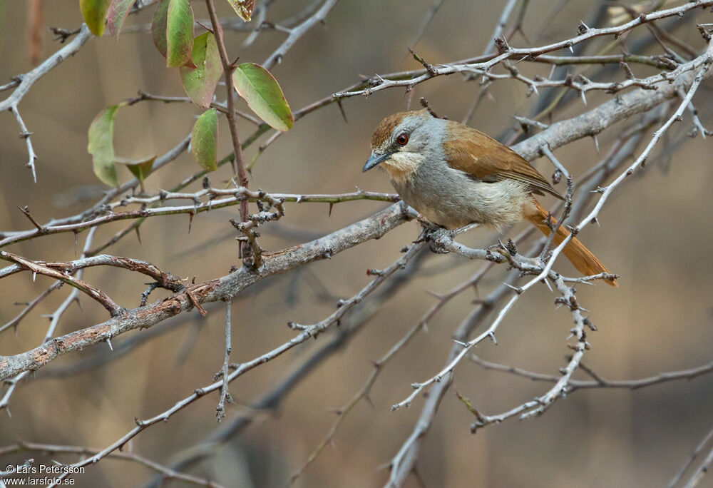 Rufous-tailed Palm Thrush