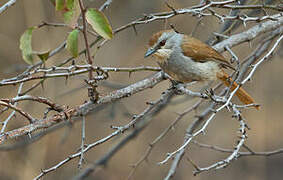 Rufous-tailed Palm Thrush