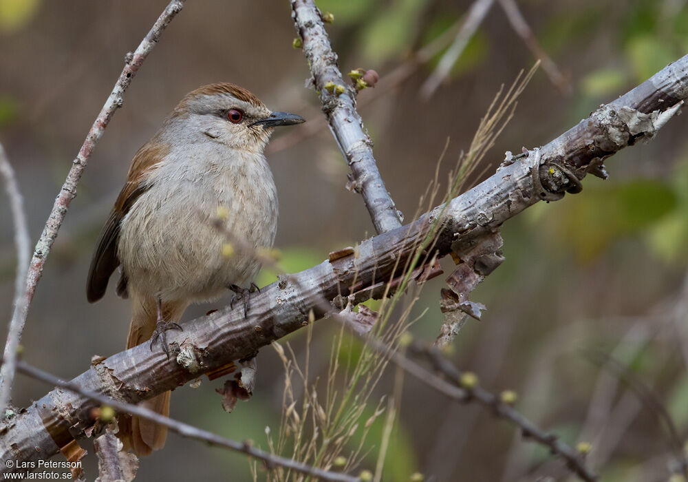 Rufous-tailed Palm Thrush