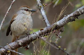 Rufous-tailed Palm Thrush