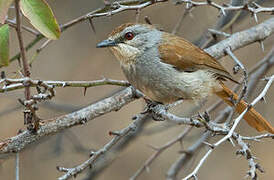 Rufous-tailed Palm Thrush