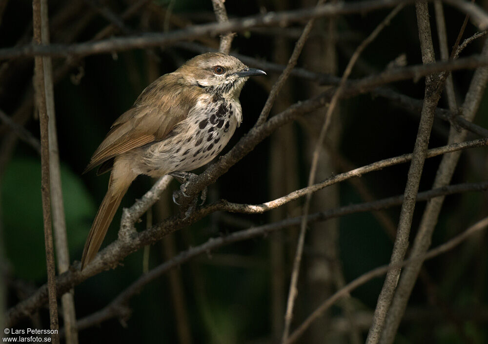 Spotted Palm Thrush