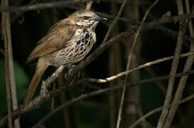 Spotted Palm Thrush