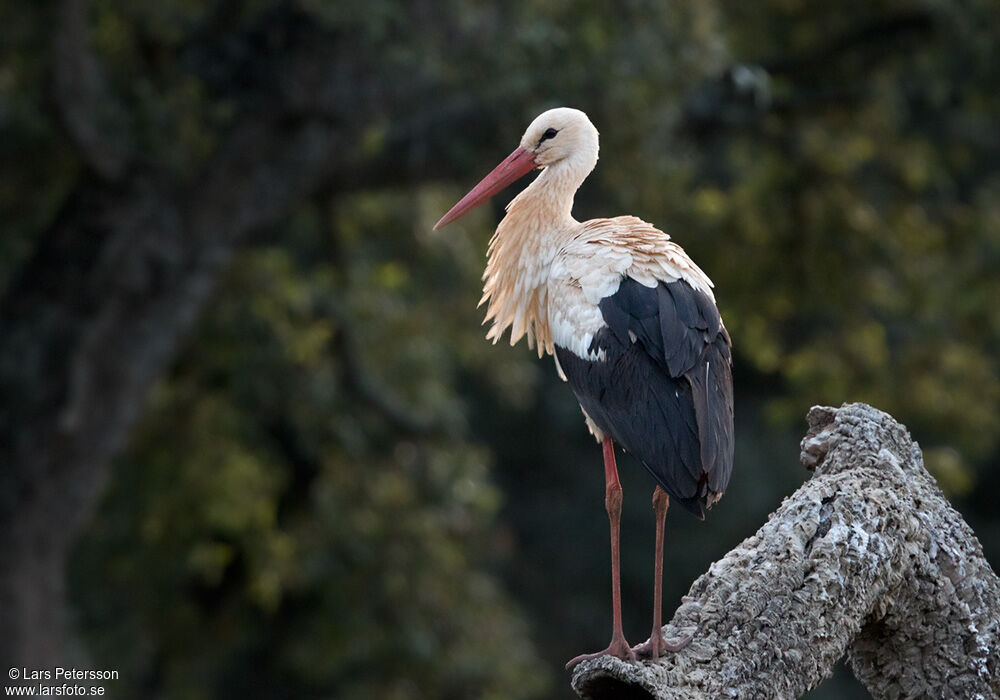 Cigogne blanche