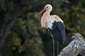 Cigogne blanche