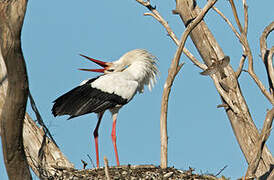 White Stork