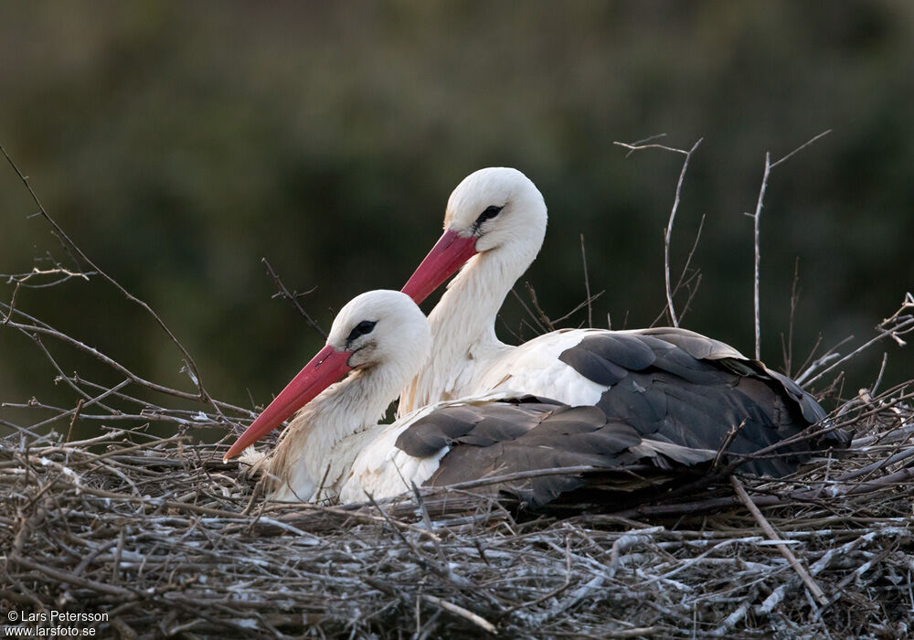 White Stork