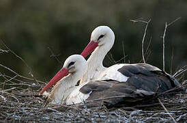 White Stork