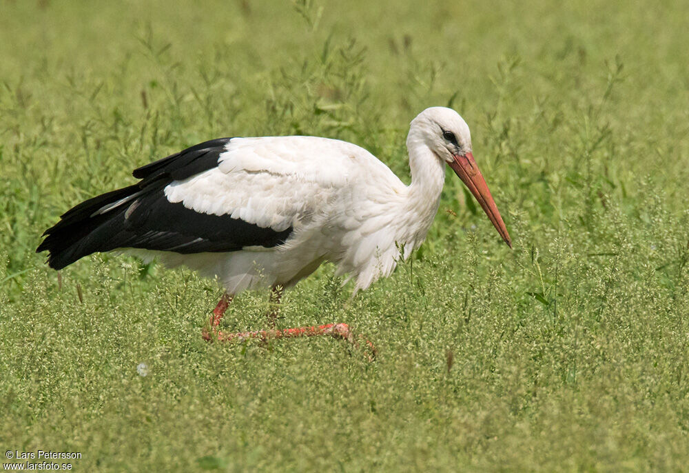 White Stork