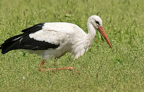 Cigogne blanche