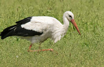 Cigogne blanche