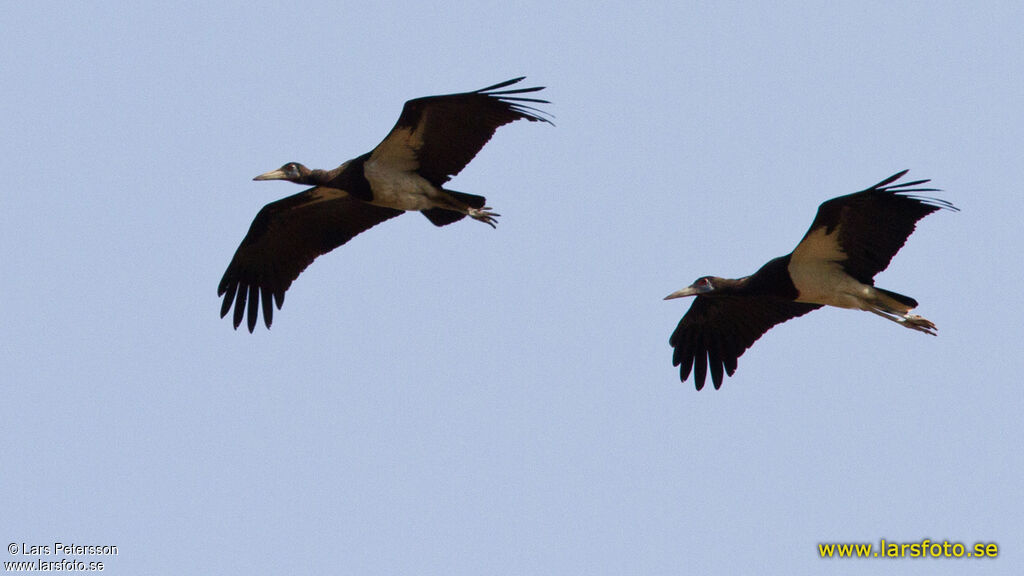 Cigogne d'Abdim