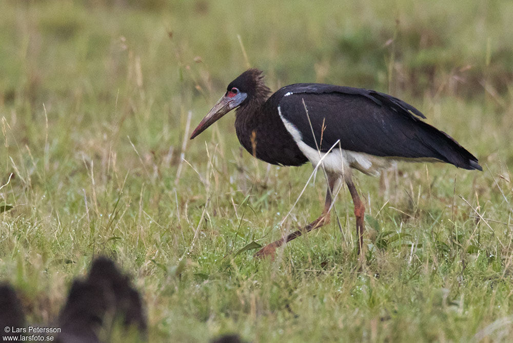 Abdim's Stork