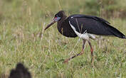 Cigogne d'Abdim