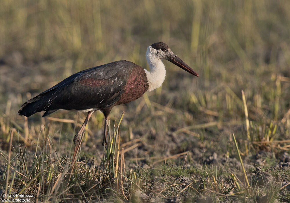 Asian Woolly-necked Stork