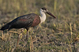 Asian Woolly-necked Stork