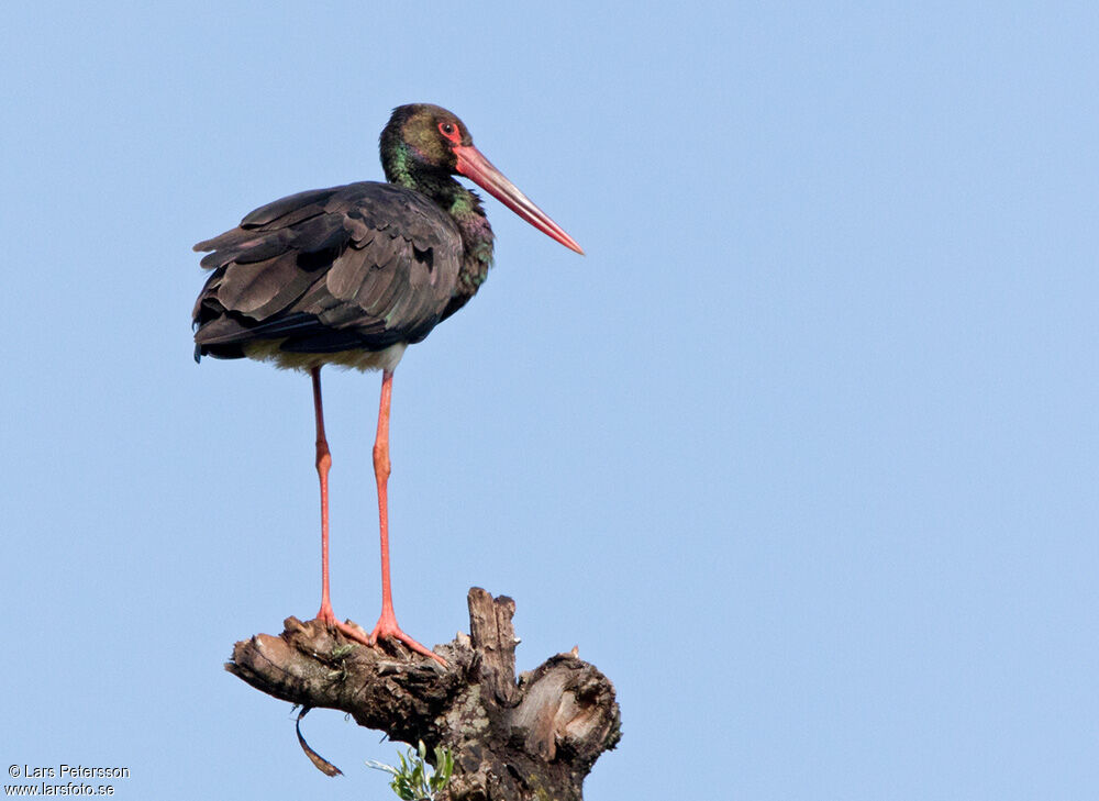 Cigogne noire