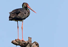 Cigogne noire