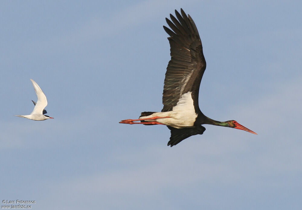 Cigogne noire