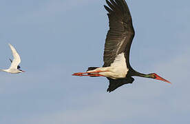 Black Stork