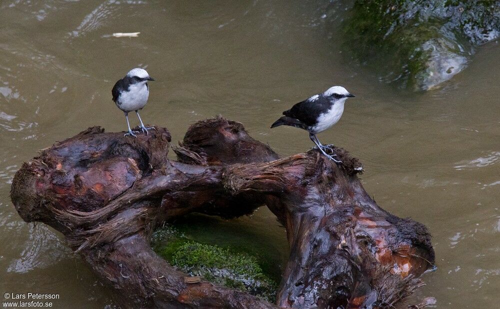 White-capped Dipper