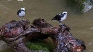 White-capped Dipper