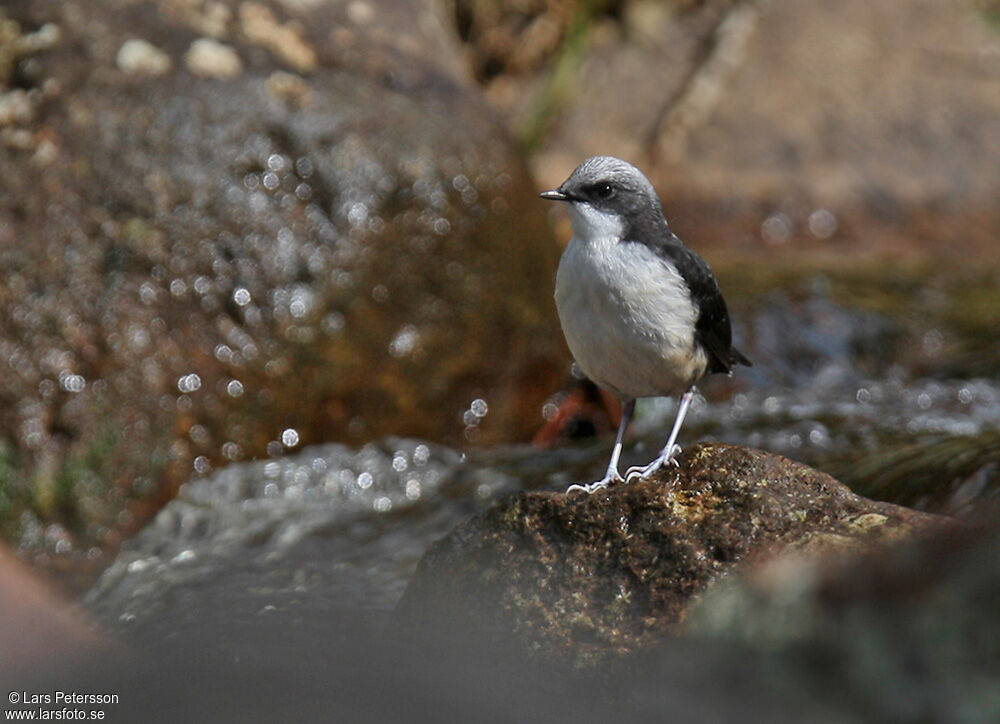 White-capped Dipper