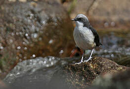 White-capped Dipper