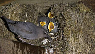 American Dipper