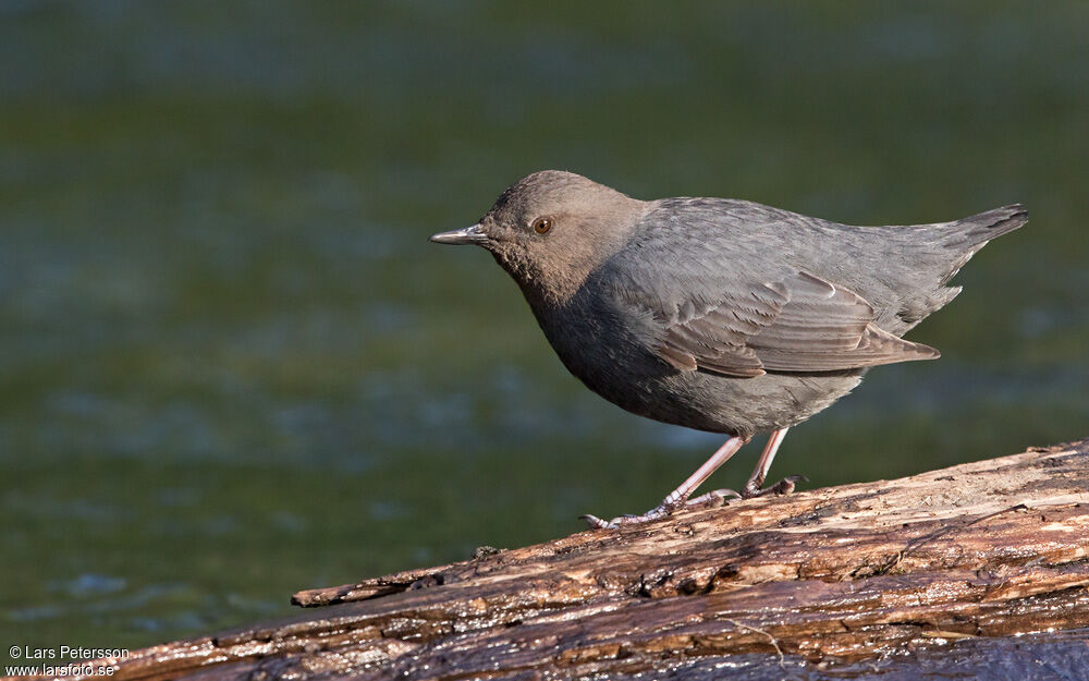 American Dipper