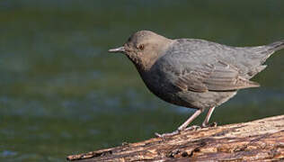 American Dipper