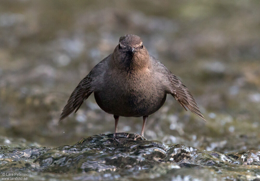 American Dipper