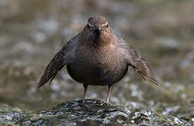 American Dipper