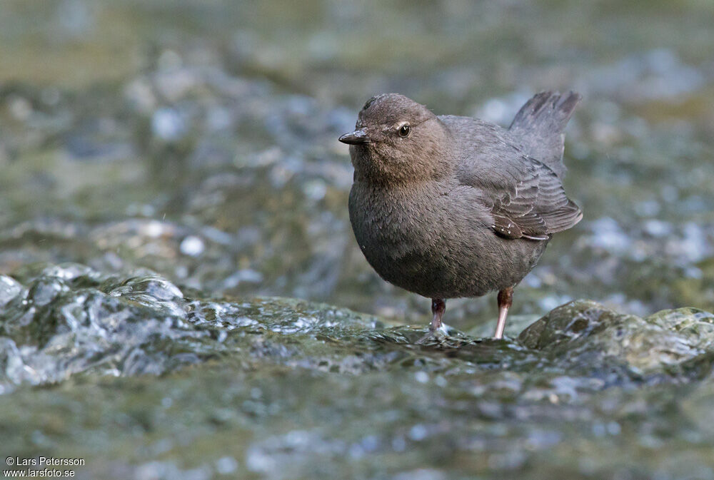 American Dipper