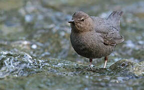 American Dipper