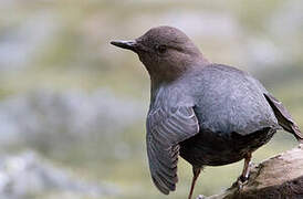 American Dipper